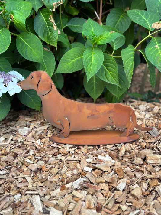 Gladde kleine teckel/ hond op plaat van eco roest