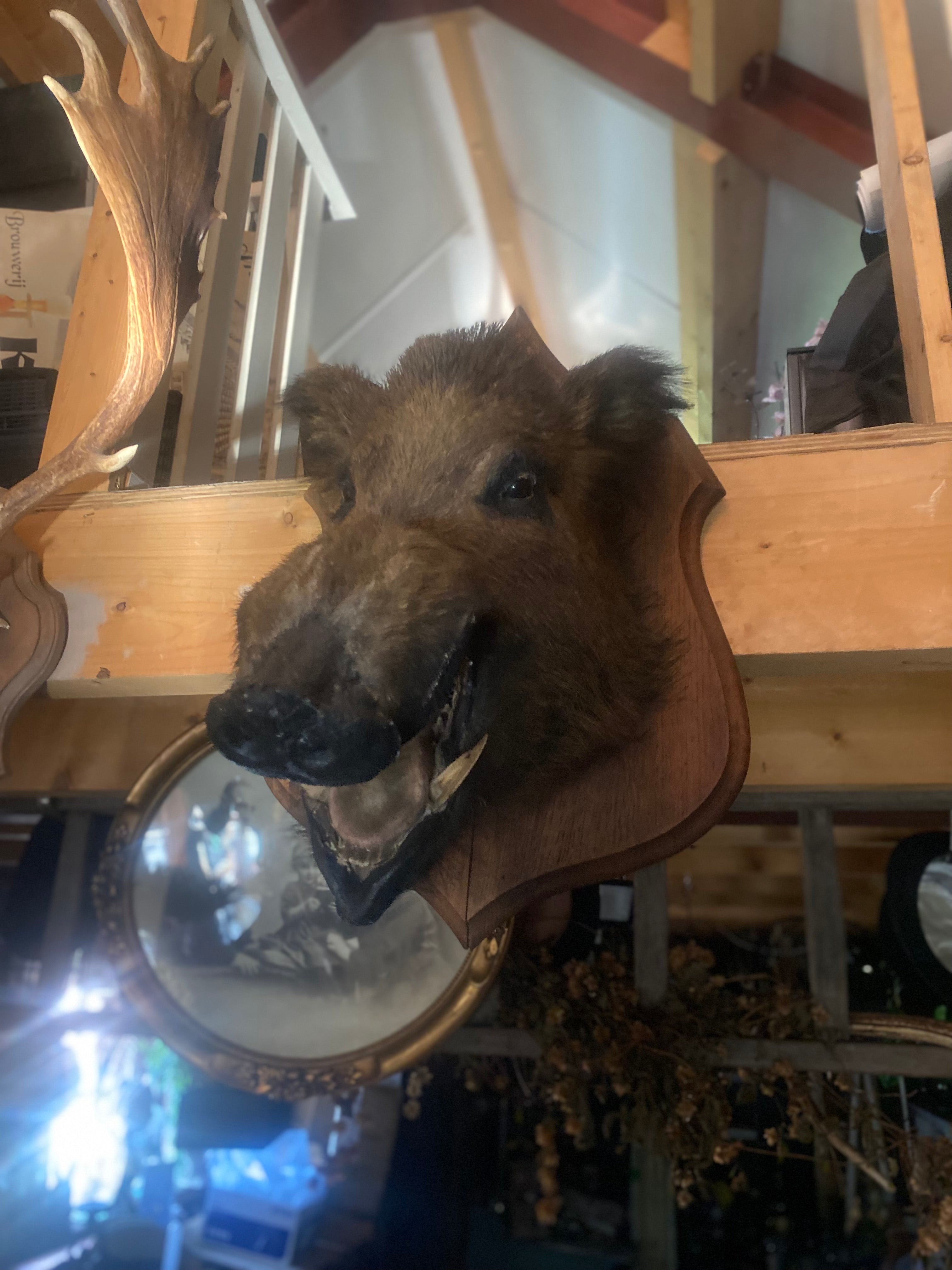 Grote everzwijn kop - Brocante bij Ingie