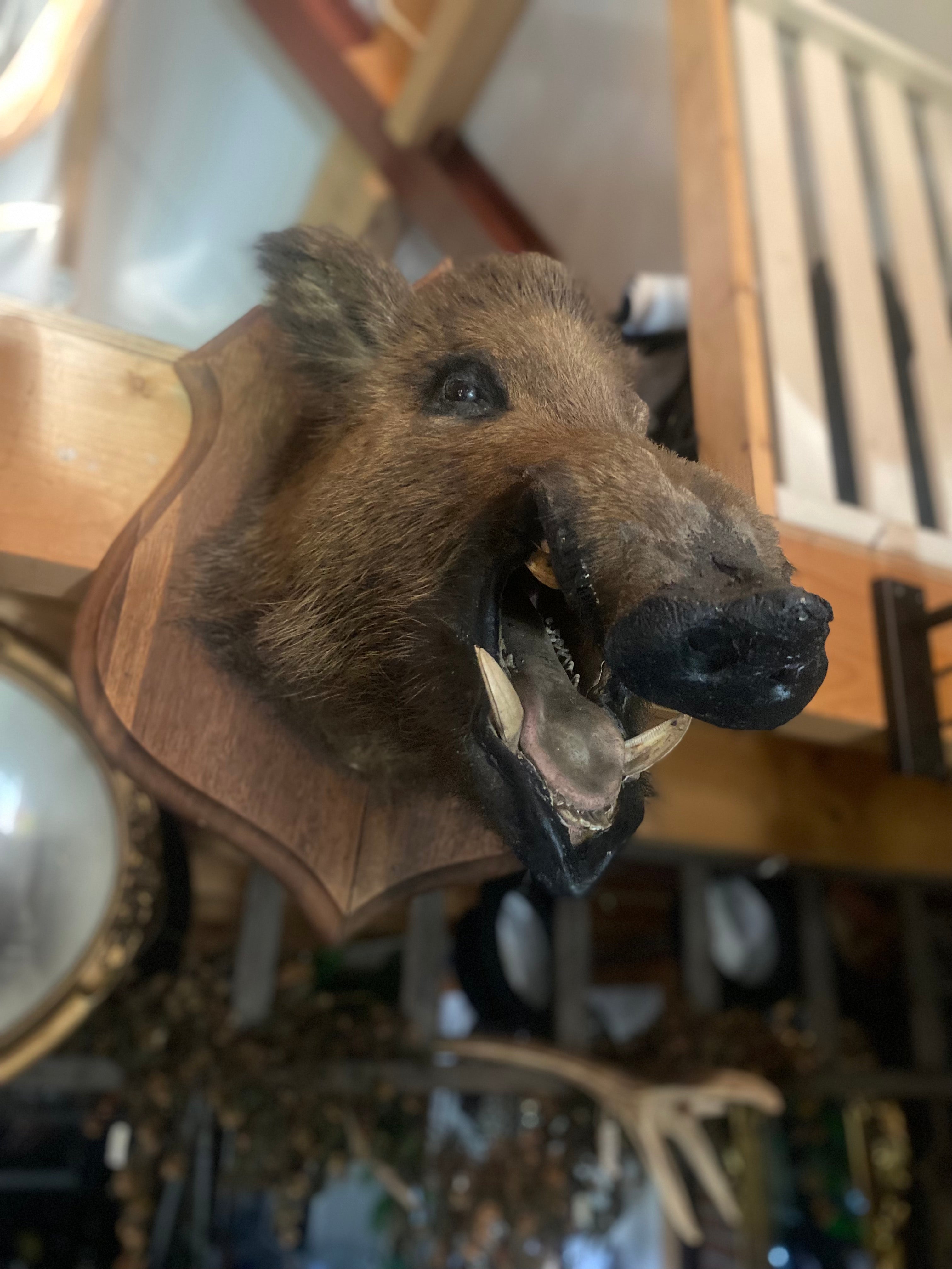 Grote everzwijn kop - Brocante bij Ingie