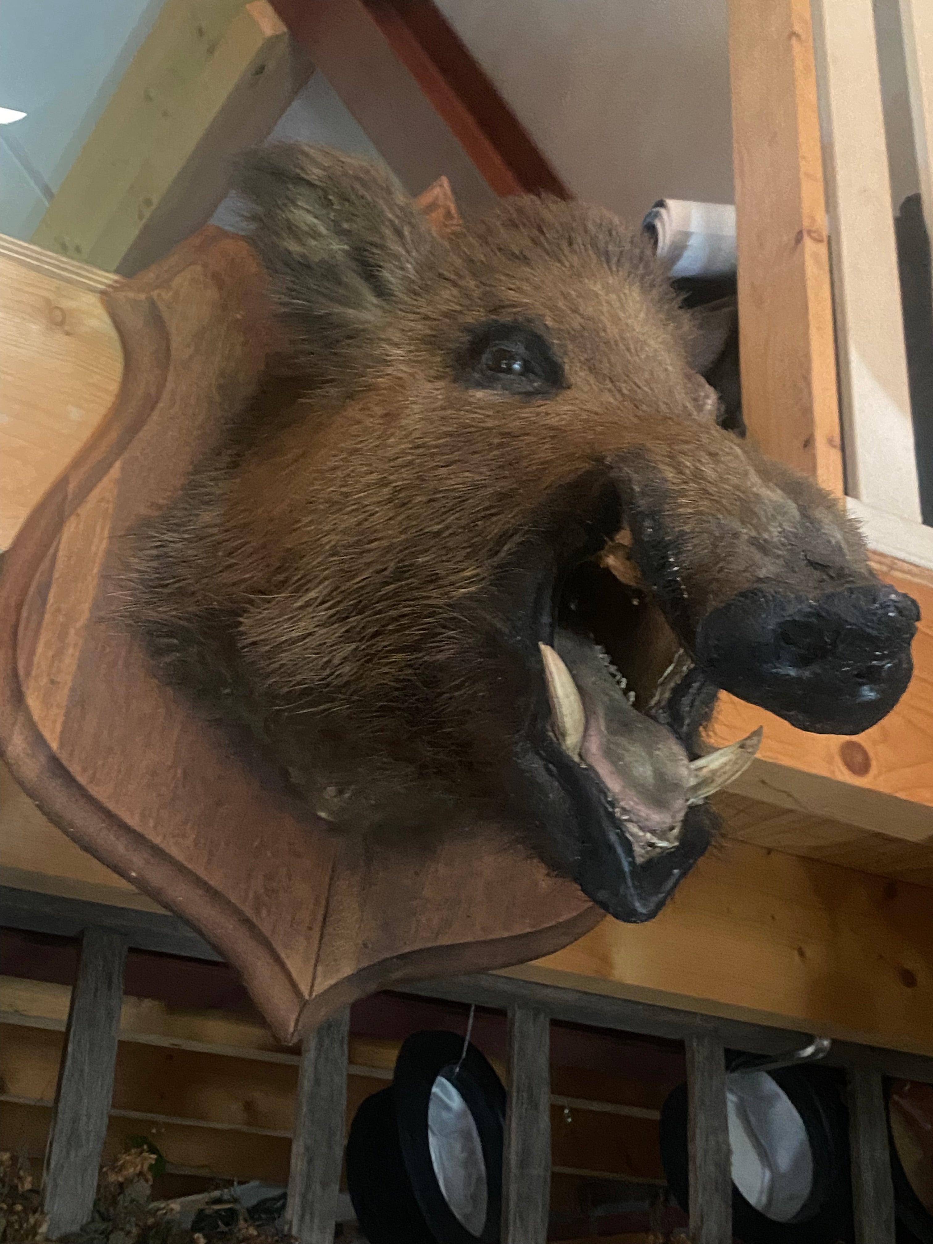 Grote everzwijn kop - Brocante bij Ingie