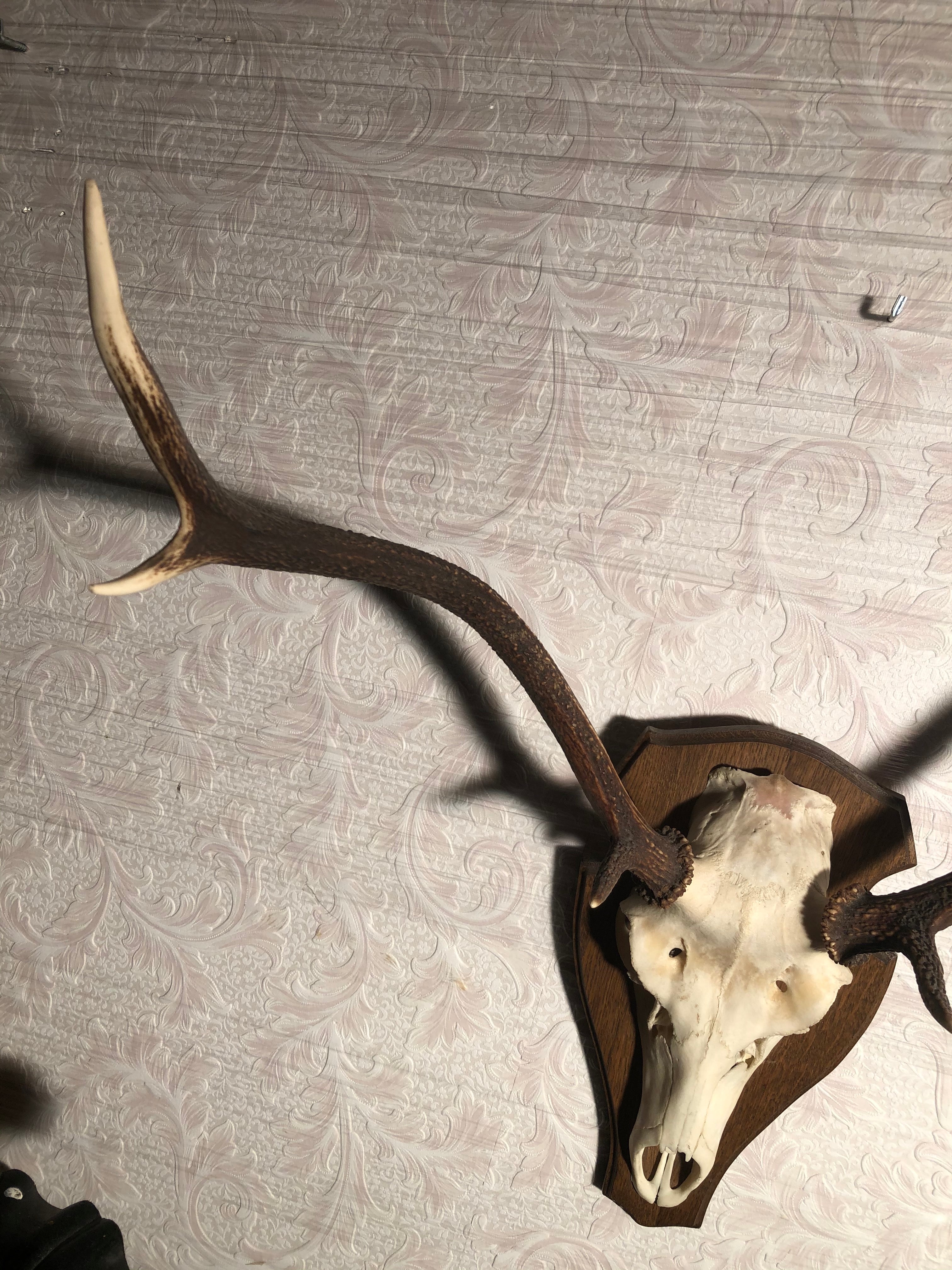 Gewei op schild - Brocante bij Ingie