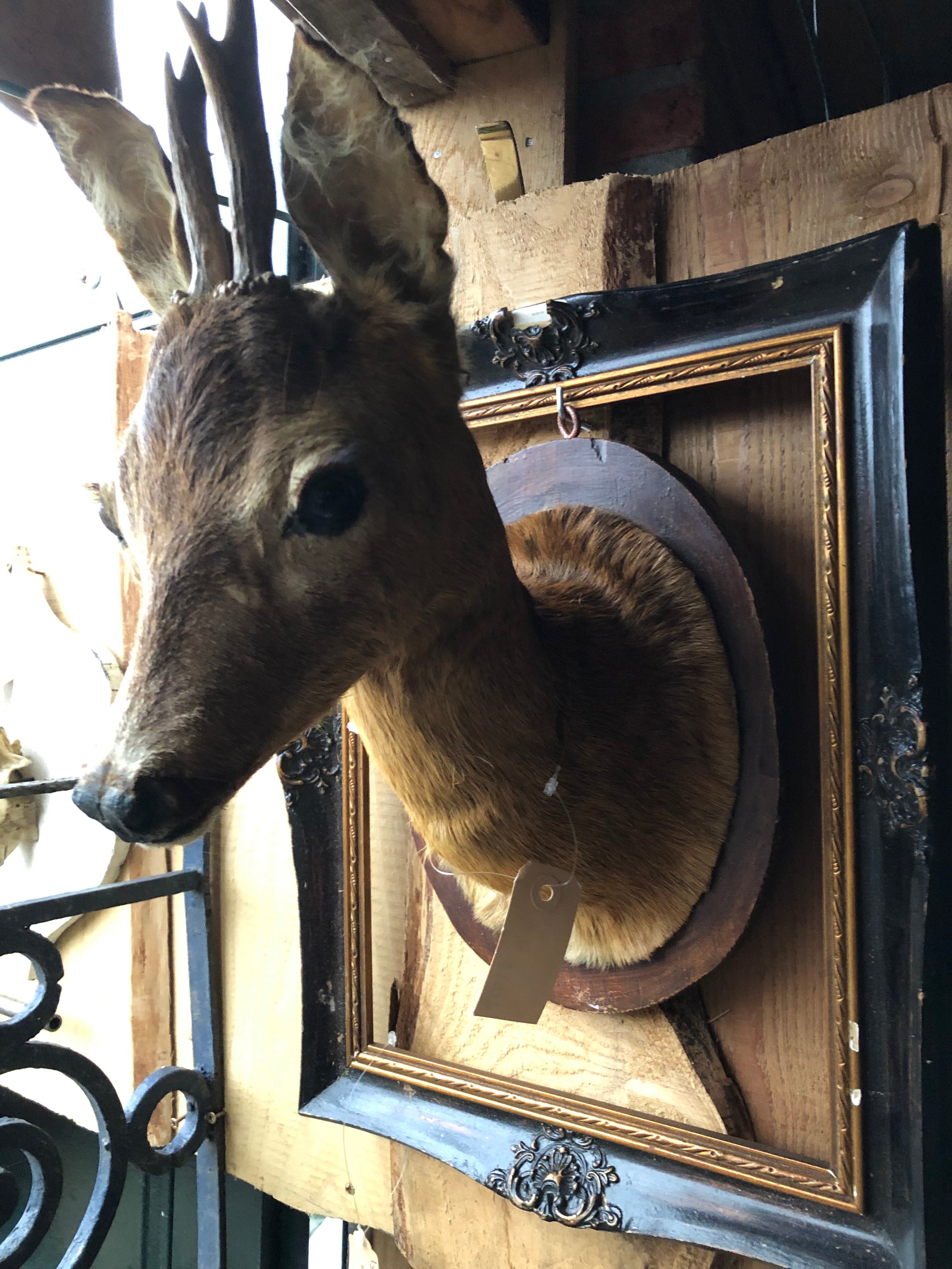 Lief opgezet ree kopje - Brocante bij Ingie