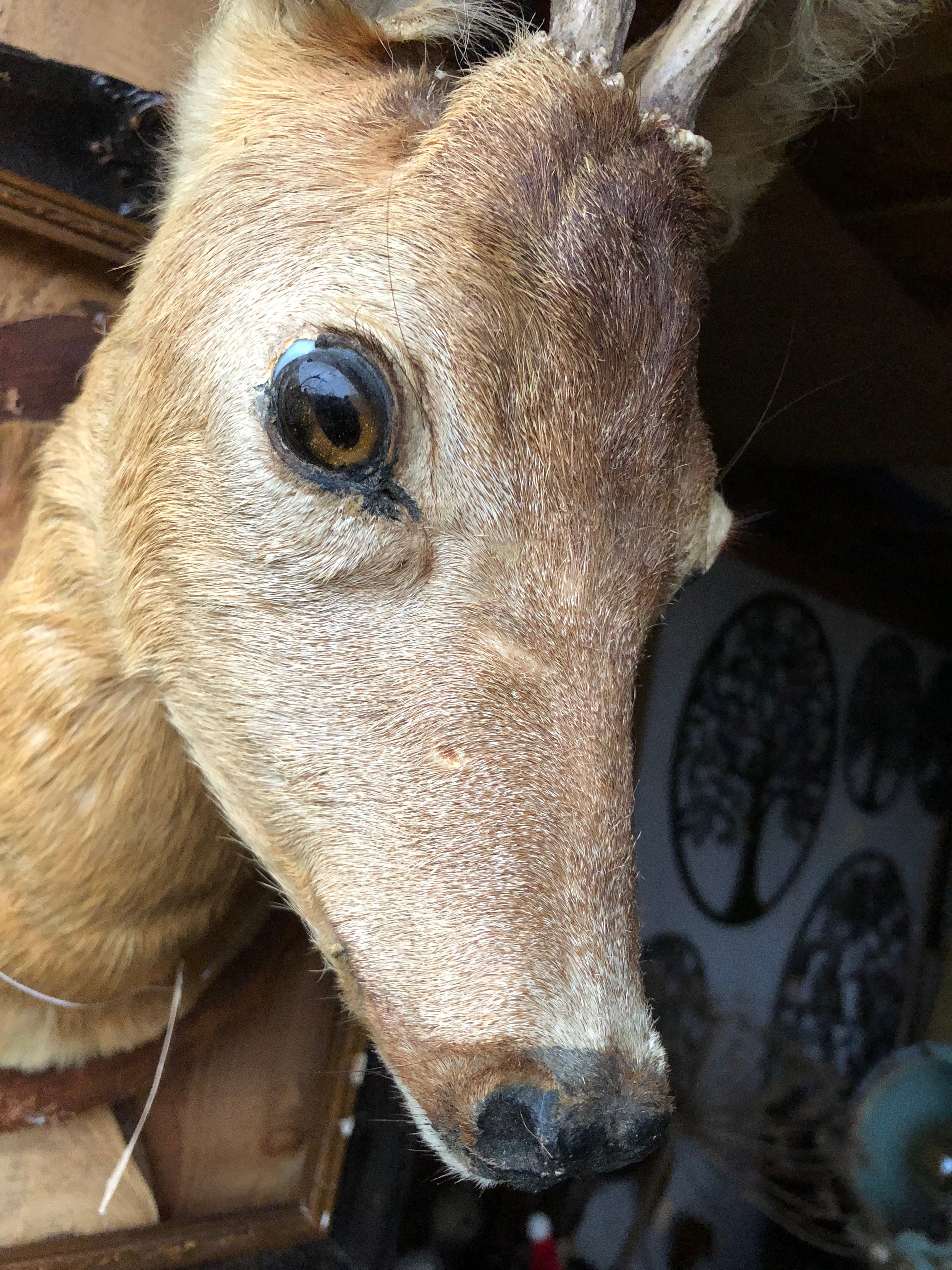 Lief opgezet ree kopje - Brocante bij Ingie