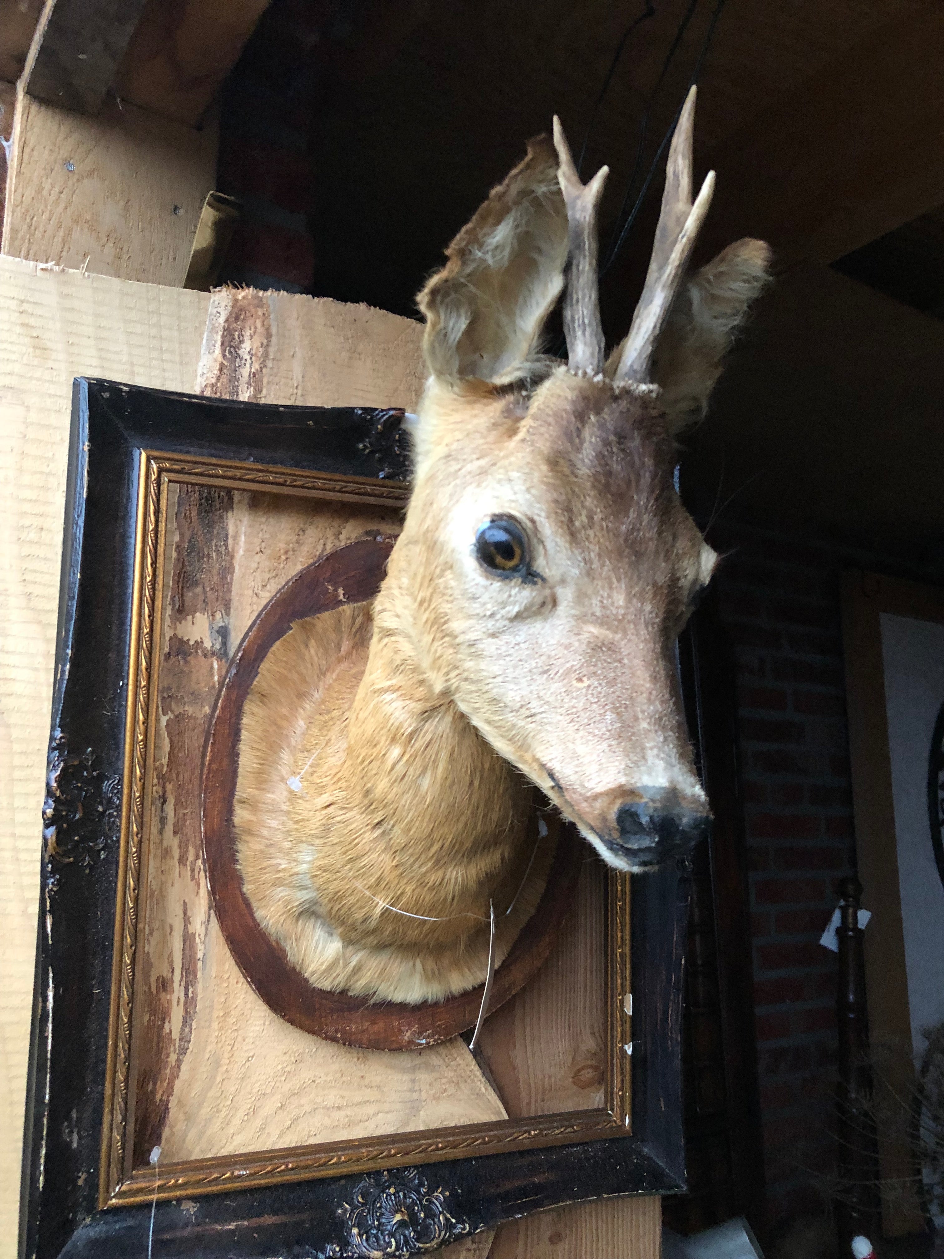 Lief opgezet ree kopje - Brocante bij Ingie