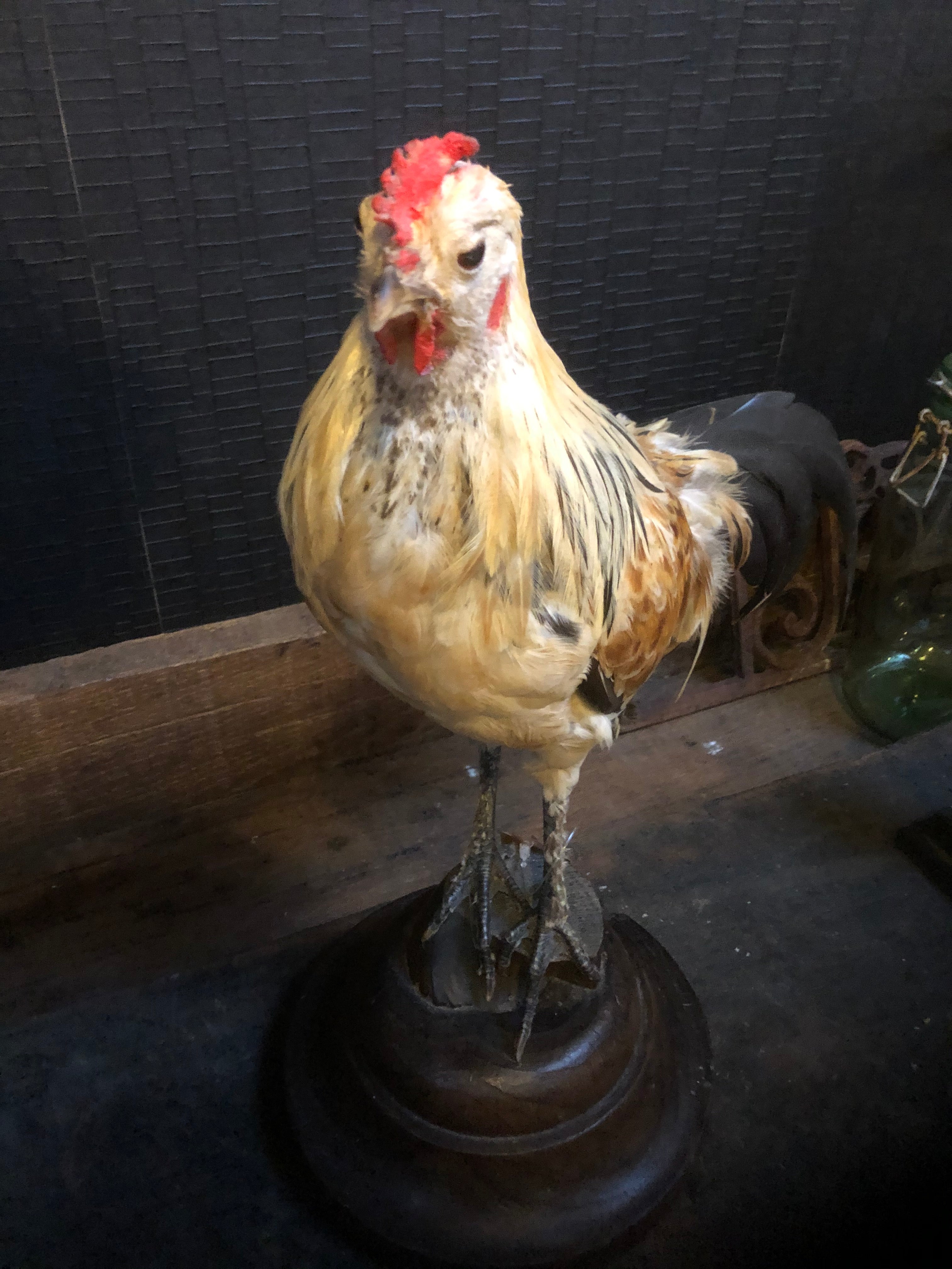 zeer mooi opgezette Haan - Brocante bij Ingie