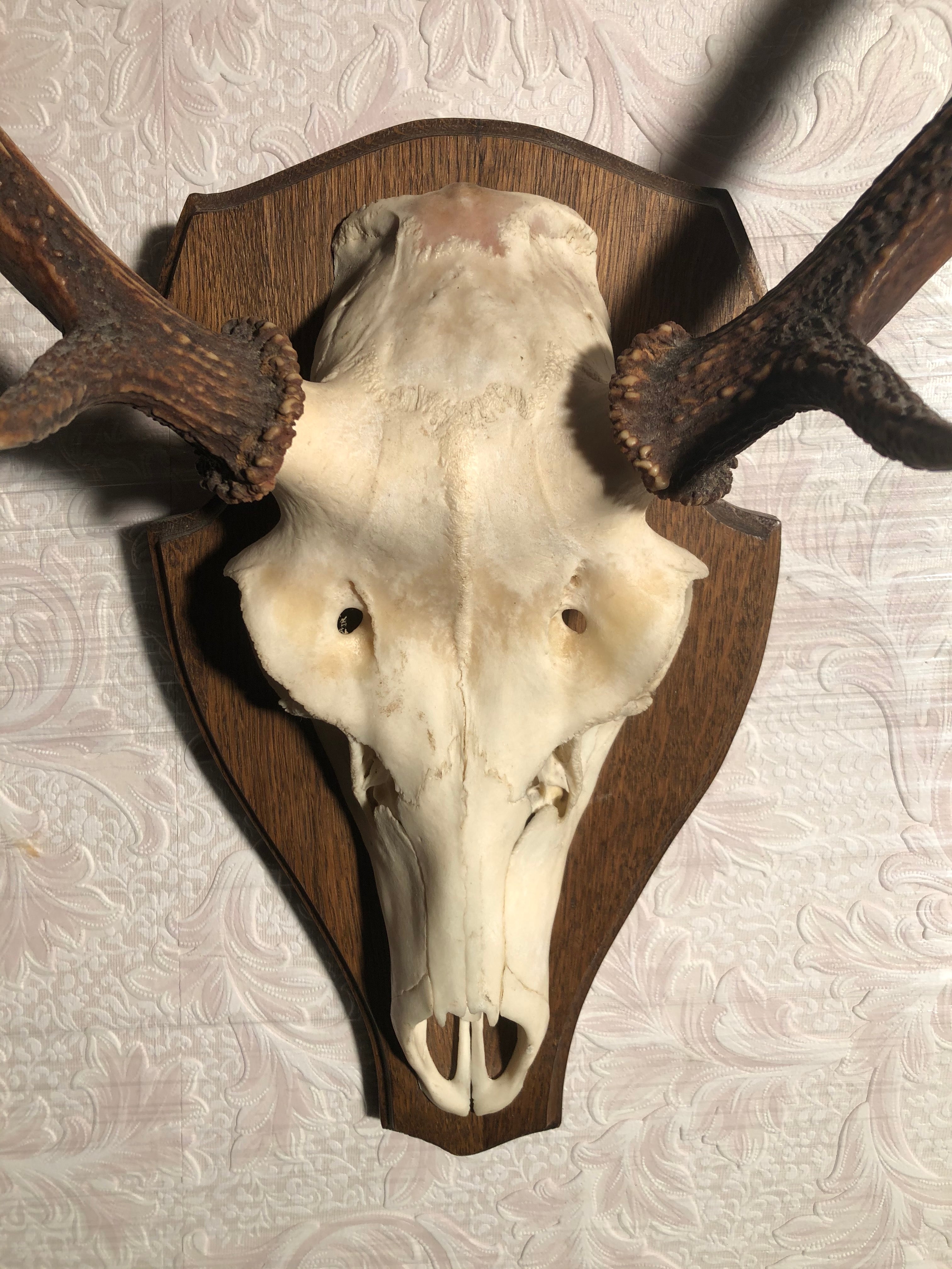 Gewei op schild - Brocante bij Ingie
