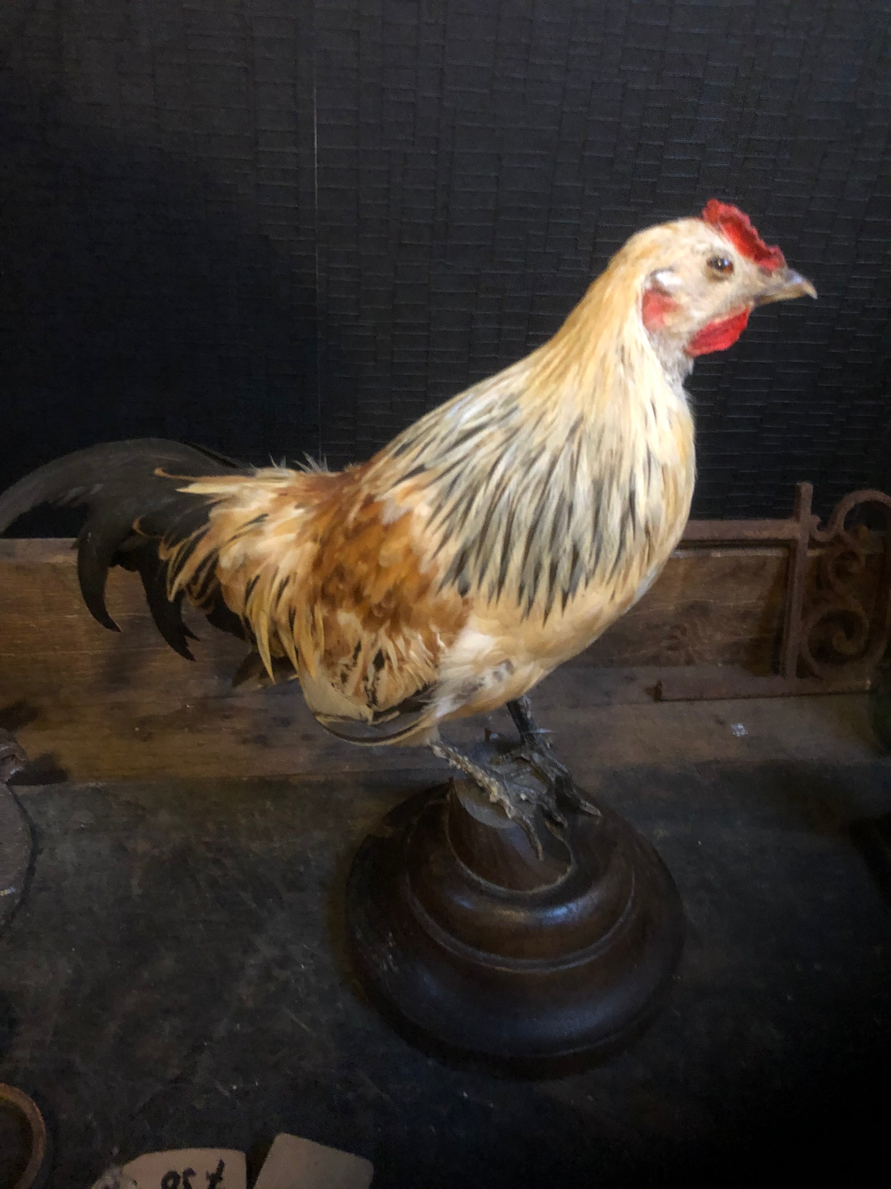 zeer mooi opgezette Haan - Brocante bij Ingie
