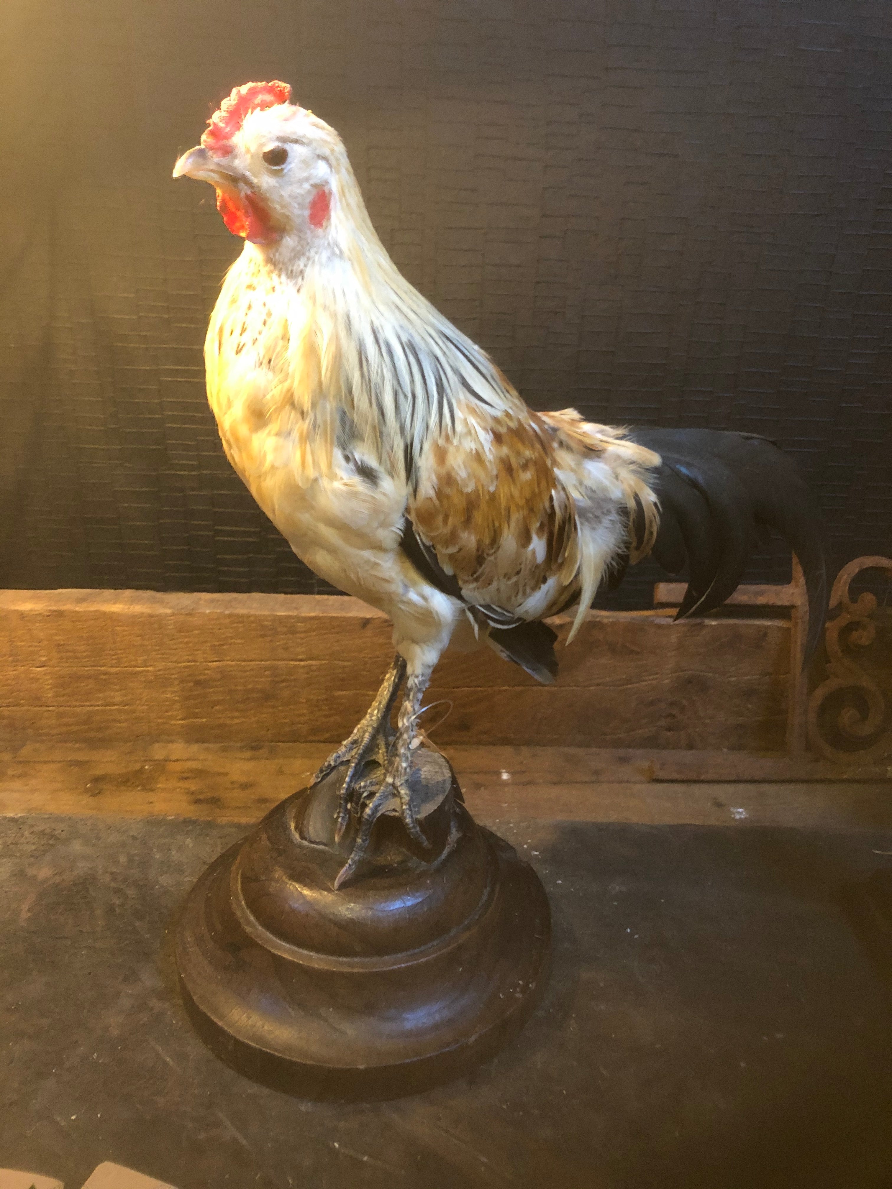 zeer mooi opgezette Haan - Brocante bij Ingie