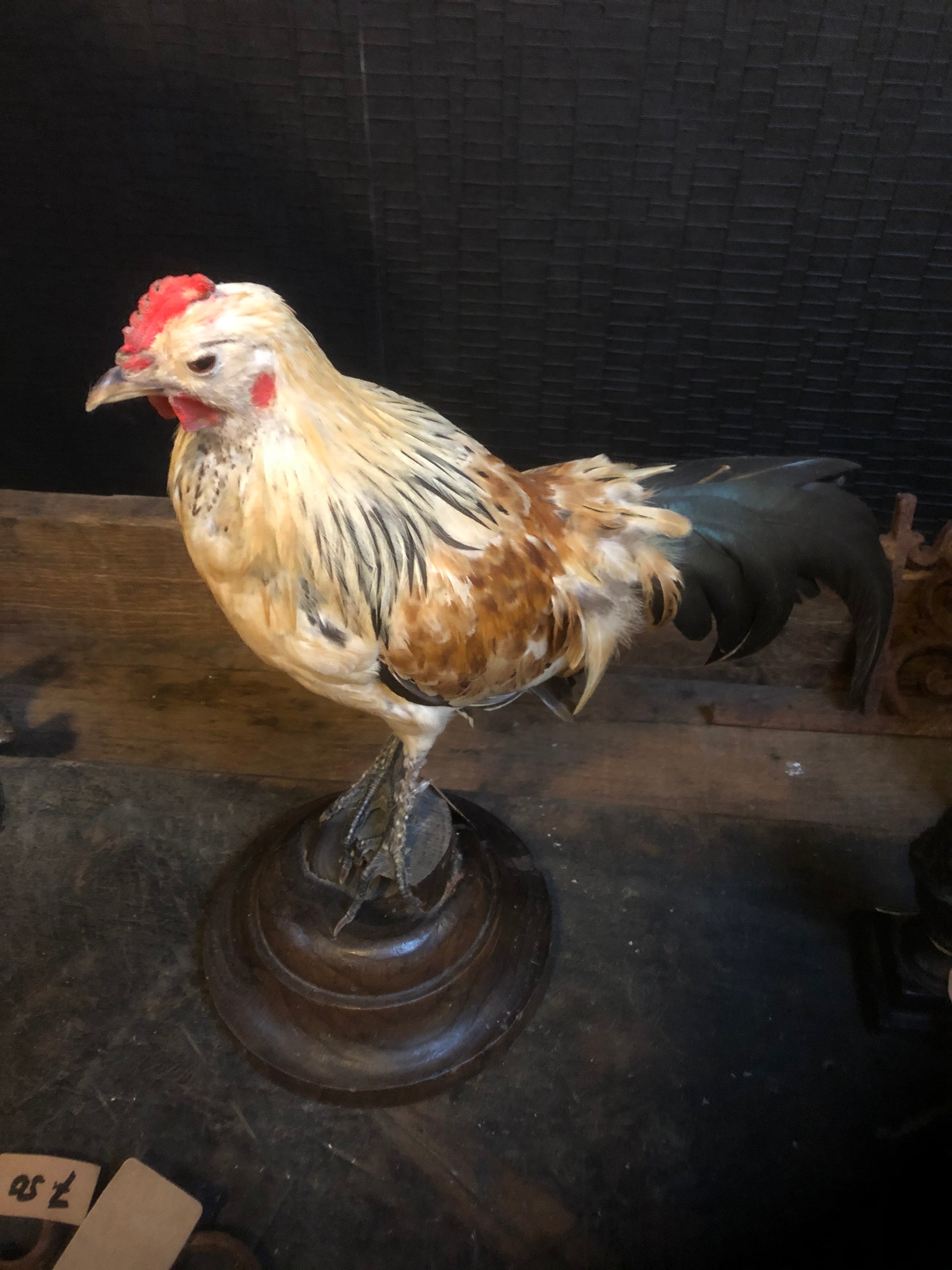 zeer mooi opgezette Haan - Brocante bij Ingie